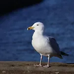 بيت للعطل Beachfront *