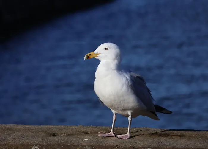 Semesterbostad Beachfront *